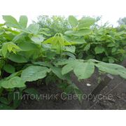 Орех Манчжурский фото
