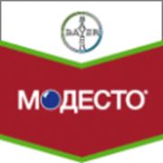 Модесто фото