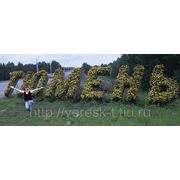 Цветочное оформление территории фото