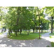 Посадка деревьев фото