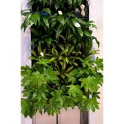 Вертикальный сад, фитостены, живые картины фото