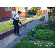 Уничтожение клопов в квартире фото