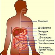 Гастроэнтерология фото