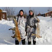 Стоимость обслуживания (сопровождение егерей транспорт на охоте лицензии) на одного охотника в день охоты. фото