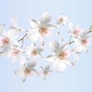 Стеклянные кухонные фартуки фото