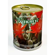 Кактус фото