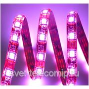 Светодиодная лента LED 562 фото