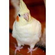 Попугай Корелла нимфа фото