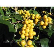 Кофе Бразилия Бурбон (Brazil Bourbon Arabica 100%) зелёный фото