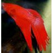 Петушок большой бойцовая рыбка КРАСНЫЙ (Betta Splendens Betta Male Longtail Red) фото