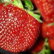 Рассада клубники Клубника “Кент“ фото