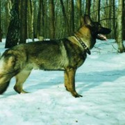 Услуги кинологов с собаками фото