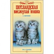 Шотландская вислоухая кошка. Ум и обаяние. Шевченко фото