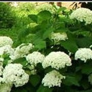 Высадка однолетних цветов. фото