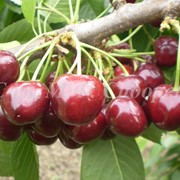 Селекция и сортоизучение плодовых культур фото