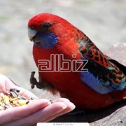 Корм для птиц фото