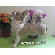 Щенок Чихуахуа мальчик фото