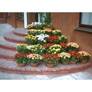 Растения горшечные фото
