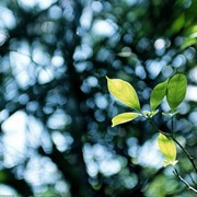Пересадка деревьев фото