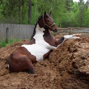 Конский навоз в мешках фото