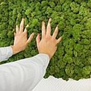 Вертикальное озеленение мхом фото