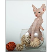Котята КАНАДСКОГО СФИНКСА фото