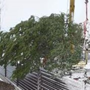 Посадка крупномеров фото