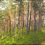 Производство деревянных домов фото