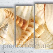 Модульна картина на полотні Морські мушлі код КМ100130-096 фото