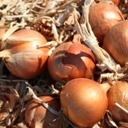 Семена лука краснодар Семена лука краснодар