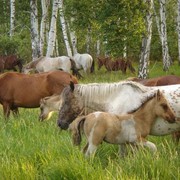 Молодые лошади фото