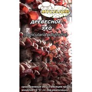 Древесное ухо фото