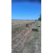 Сено в тюках, опилки,зерно. фото
