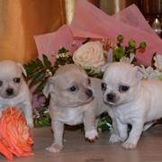 Элитные собачки Чихуахуа фото