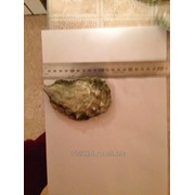 Устрицы живые фото