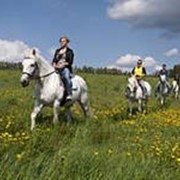 Прокат лошадей фото