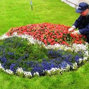 Уход за цветниками (прополка, подкормка) фото