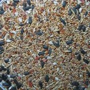 Зерносмесь для голубей фото