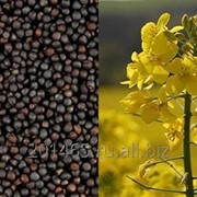 Магазины семян в Барнауле, адреса, телефоны магазинов семян Барнаула Дом семян в Барнауле на карте: телефоны, отзывы 2ГИС