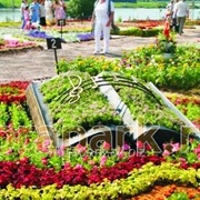 Каркас топиарной фигуры Книга фото
