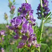 Люцерна посевная фото