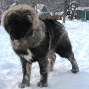 Питомник кавказских овчарок фото