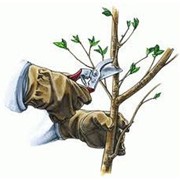 Обрезка плодово-ягодных насаждений фото