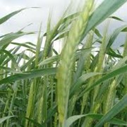 Страхование сельскохозяйственных культур фото