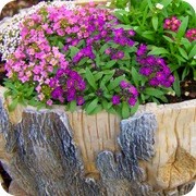 Рассада цветов и овощей фото