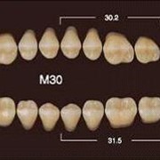 Частичный гарнитур 8шт. Жевательные нижние B1 M30 фото