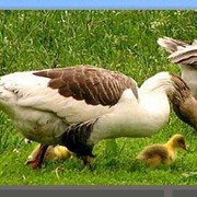 Проектирование, монтаж, пуск птицеубойных цехов фото