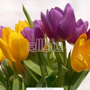 Цветы фото