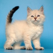 Синеглазые котята из питомника baraj фото