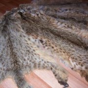 Мех камышовой кошки фото